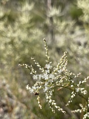 Polygonella polygama
