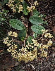 Pomaderris intermedia