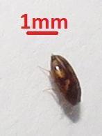 Mycetophagidae