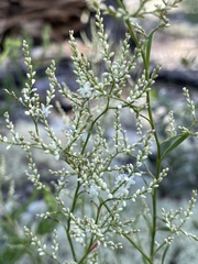 Polygonella polygama