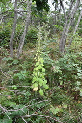 Lactuca raddeana