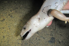 Cyclodomorphus gerrardii