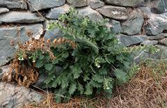 Hyoscyamus albus