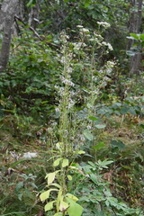 Lactuca raddeana