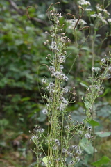 Lactuca raddeana