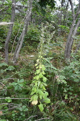Lactuca raddeana
