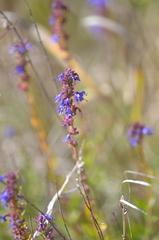 Hyssopus officinalis