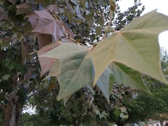 Platanus