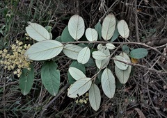 Pomaderris intermedia