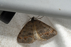 Macaria loricaria