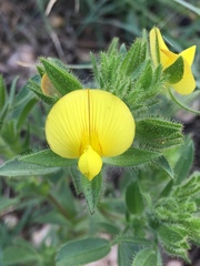 Ononis pubescens
