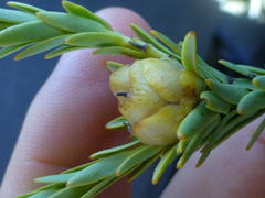 Leucadendron stellare