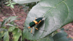 Paryphes flavocinctus