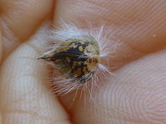 Leucadendron stellare
