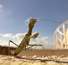 Sphodromantis viridis