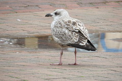 Larus argentatus