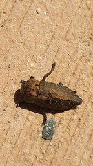 Capnodis tenebricosa