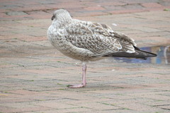 Larus argentatus