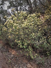 Pomaderris intermedia