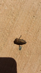 Capnodis tenebricosa