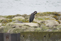 Phalacrocorax carbo