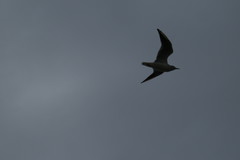 Chroicocephalus ridibundus