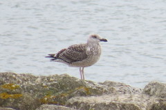 Larus marinus