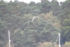 Thalasseus sandvicensis