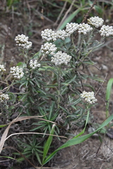 Achillea ptarmicoides