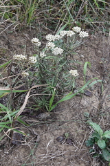 Achillea ptarmicoides