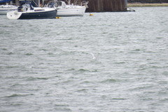 Thalasseus sandvicensis