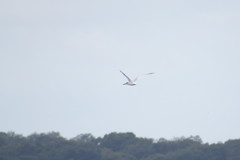 Thalasseus sandvicensis