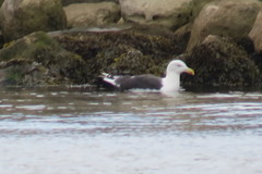 Larus marinus