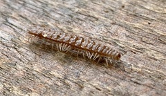 Polydesmus complanatus