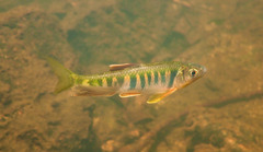 Opsariichthys evolans