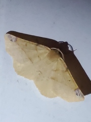 Caripeta triangulata