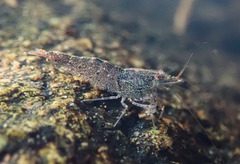 Caridina cantonensis