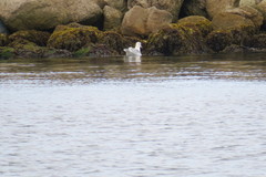Larus argentatus