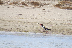 Haematopus ostralegus