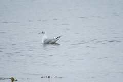 Chroicocephalus ridibundus