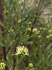 Kunzea sulphurea