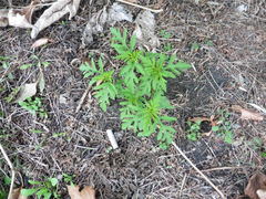 Ambrosia artemisiifolia