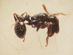Tetramorium forte