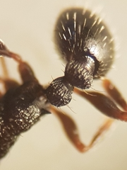 Tetramorium forte
