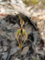 Caladenia plicata