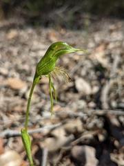 Pterostylis turfosa