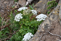 Kitagawia terebinthacea