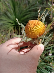 Banksia formosa