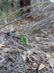 Pterostylis crispula