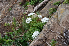 Kitagawia terebinthacea